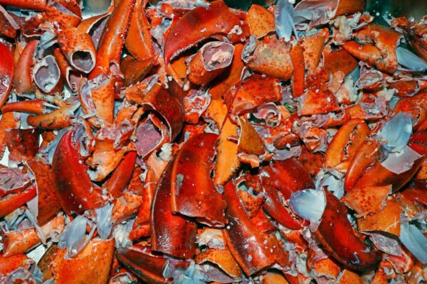 Five Creative Ways To Reuse Lobster Shells Maine Lobster Festival