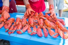 Lobster5