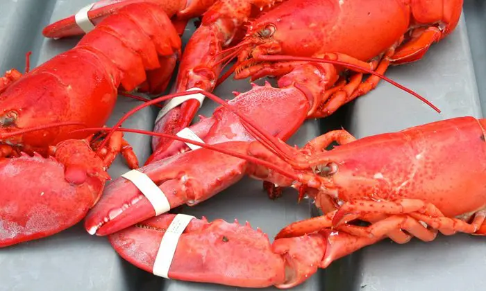 Enjoy lobster and seafood feasting at the Maine Lobster Festival