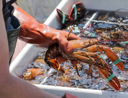 How Maine Lobsters Are Caught