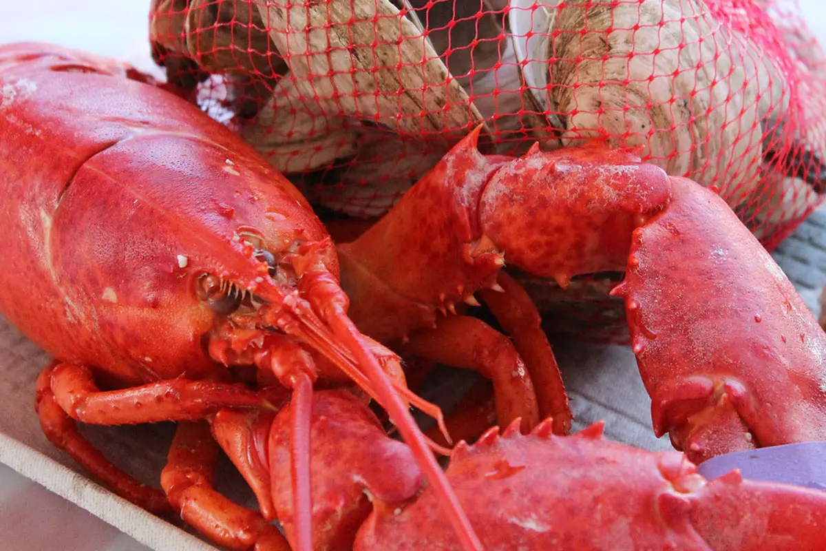 About Maine Lobster Festival