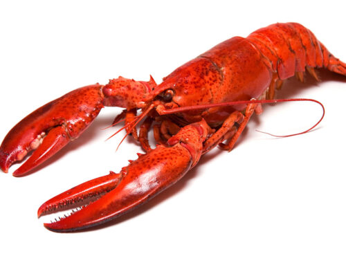 Maine Lobster Fun Facts
