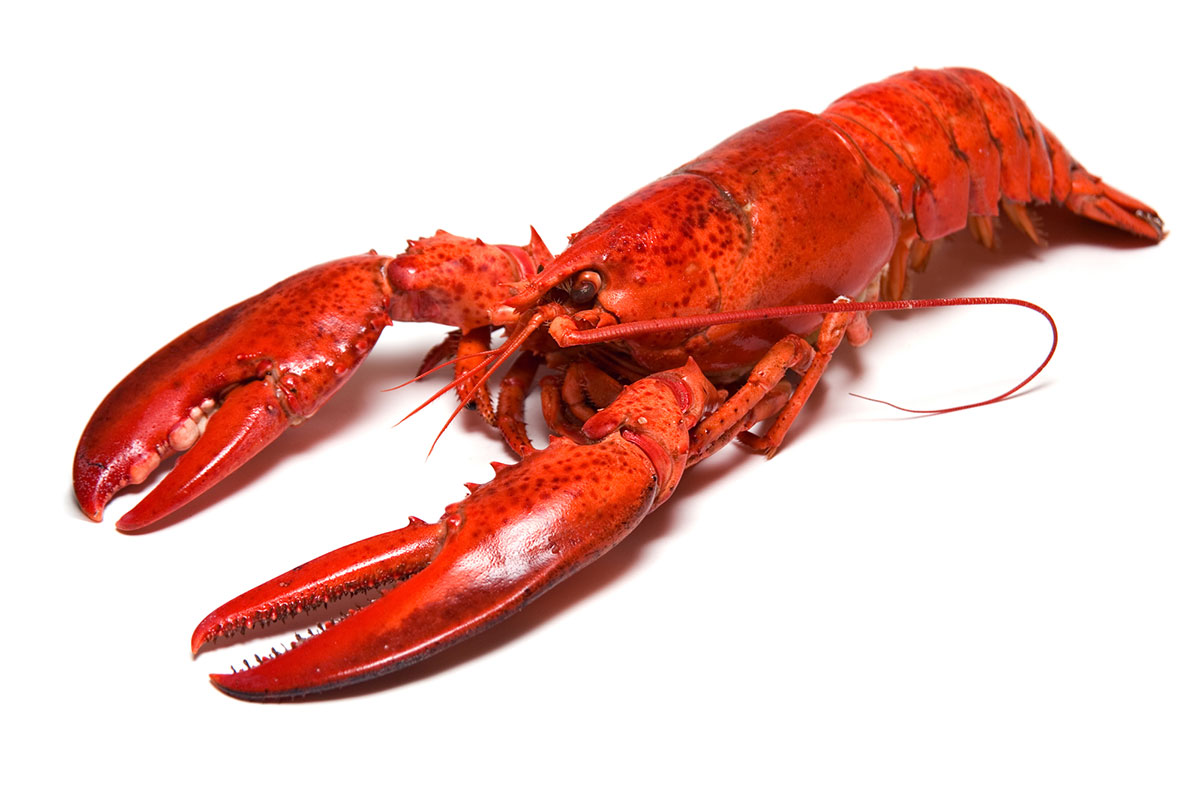 Maine Lobster Fun Facts - Maine Lobster Festival