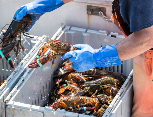 Maine Lobstermen Catch a Break! An Update on Maine’s Lobster Industry