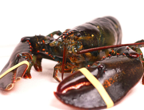 Tips on Shipping Live Lobster to Friends & Relatives for the Holidays