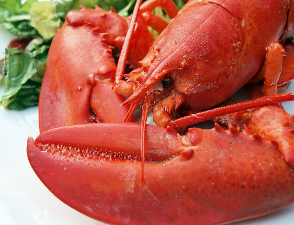 Choosing the Right Lobster Cooking Pot - Maine Lobster Festival