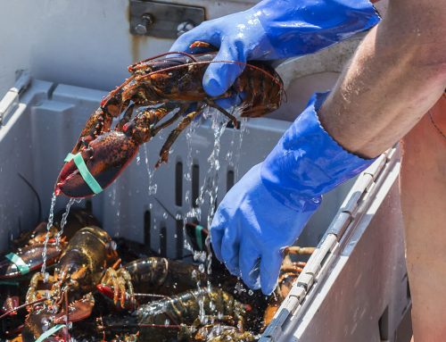 Maine Lobster: From Trap to Table