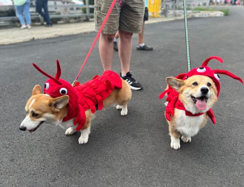 Exploring Midcoast Maine With Your Best Friend: A Dog-Friendly Guide